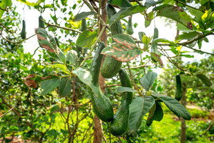 藤蔓上的翠绿长形瓜类