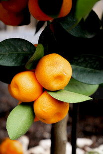 枝头饱满的橙色柿子