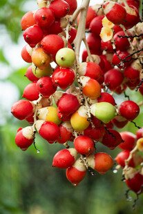 枝头红果累累挂