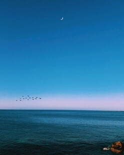 海天一色飞鸟伴月景