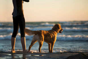 海边人与金毛犬的温馨时刻
