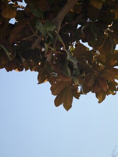 枝头绿叶映蓝天