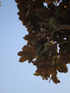 树叶映衬下的晴朗蓝天