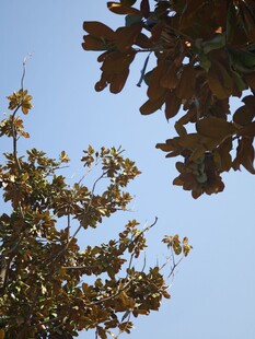 枝头绿叶映蓝天