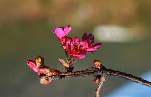 樱花