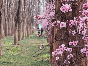梅花
