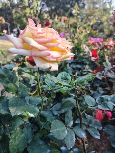 多彩月季花绽放