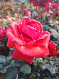 娇艳红玫瑰绽放于花丛