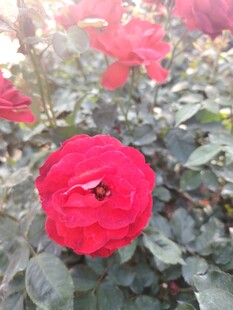 娇艳红玫瑰绽放绿叶间