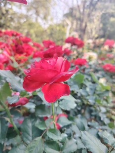 娇艳红玫瑰绽放于花丛