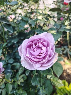 淡紫色玫瑰花