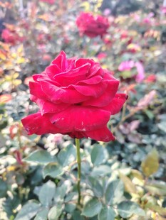 娇艳红玫瑰绽放于花丛中