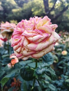 多彩娇艳的盛开玫瑰花