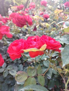 娇艳红玫瑰绽放花丛中