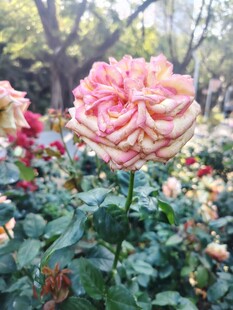 娇艳双色玫瑰绽放花丛