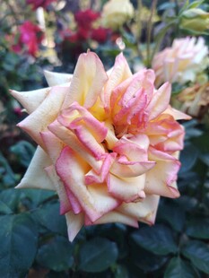 多彩娇艳的绽放玫瑰