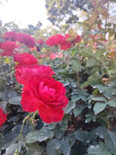 娇艳红玫瑰绽放于绿叶间