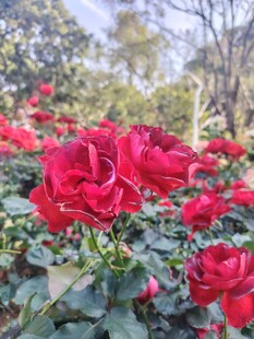 娇艳红玫瑰绽放于林间