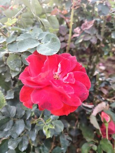 娇艳红玫瑰绽放于绿叶间