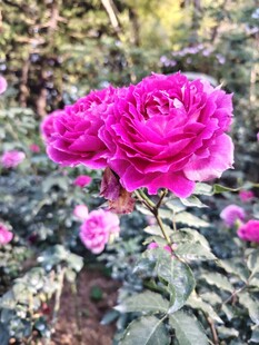 娇艳玫红玫瑰绽放