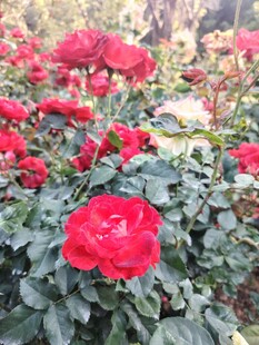 娇艳红玫瑰绽放于绿叶间