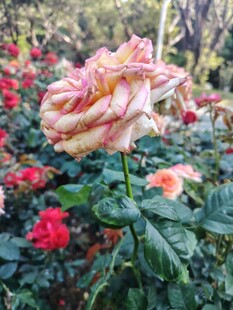 多彩玫瑰绽放花园