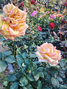 娇艳双色玫瑰绽放