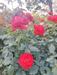 娇艳红玫瑰绽放于绿叶间