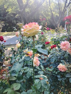 阳光下的多彩玫瑰花丛