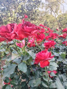 娇艳红玫瑰绽放于花丛