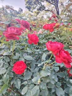 娇艳红玫瑰绽放花园