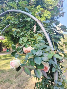 铁艺架上绽放的娇艳蔷薇