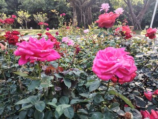 月季花