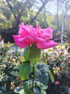 月季花