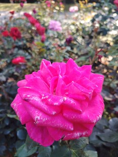 玫瑰花