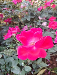 月季花