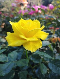 娇艳黄玫瑰绽放于花丛