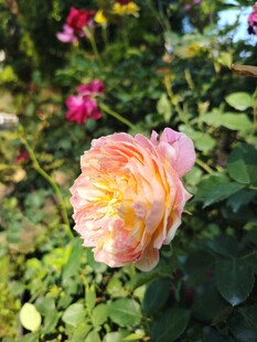 月季花