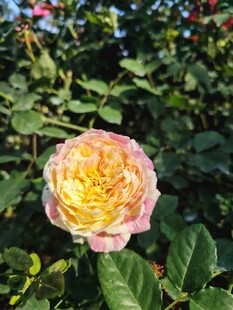 月季花