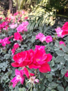 月季花