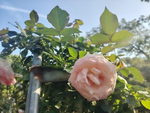月季花