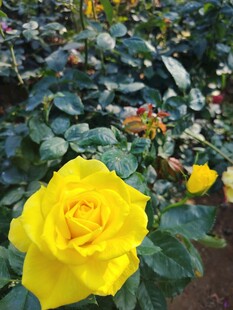 娇艳黄玫瑰绽放花丛中