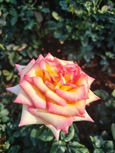 多彩渐变玫瑰花
