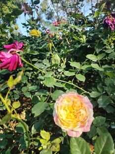 多彩月季花