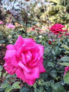 月季花