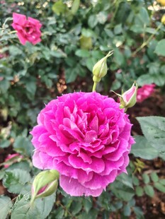 月季花