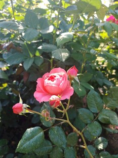 月季花