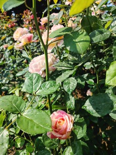 娇艳粉色玫瑰绽放花丛