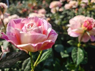 娇艳双色玫瑰绽放