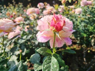 娇艳粉色玫瑰绽放花丛